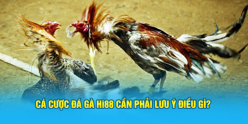 Cá cược đá gà Hi88 cần phải lưu ý điều gì?