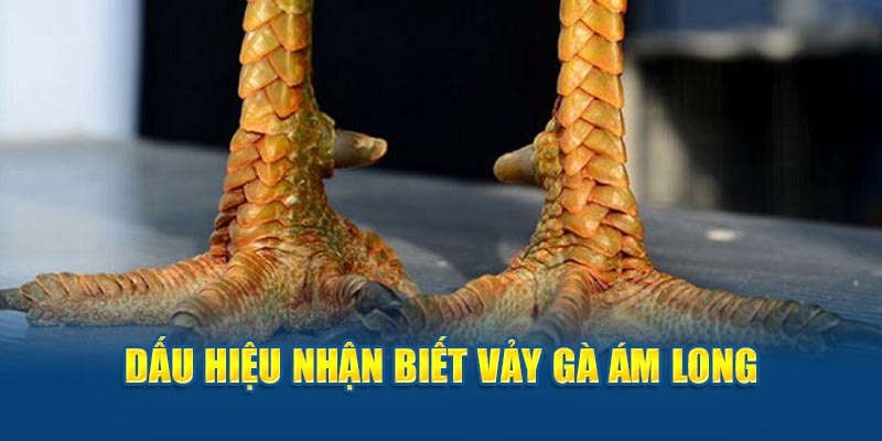 Dấu hiệu của vảy gà ám long 